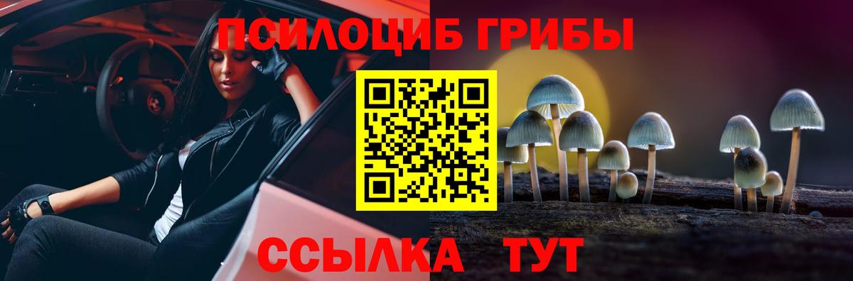 Пугачёв  Галлюциногенные грибы Psilocybe  Вход с VPN 